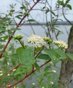 3 Red Osier Dogwood Shrub (Quart Pot) - Live Plant, Vibrant Red Stems, Outdoor - Image 1