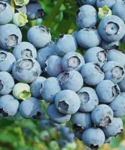 3 Reka Blueberry Live Plant - Vaccinium corymbosum - Cold Hardy Northern Highbush Variety - Image 2