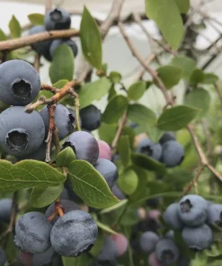 3 Reka Blueberry Live Plant - Vaccinium corymbosum - Cold Hardy Northern Highbush Variety - Image 5