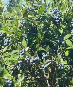 3 Reka Blueberry Live Plant - Vaccinium corymbosum - Cold Hardy Northern Highbush Variety - Image 8