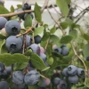 3 Reka Blueberry Live Plant - Vaccinium corymbosum - Cold Hardy Northern Highbush Variety - Image 1
