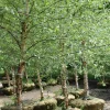 3 River Birch Tree Betula nigra Live Plant – Quart Pot – 6-12" Tall - Image 1