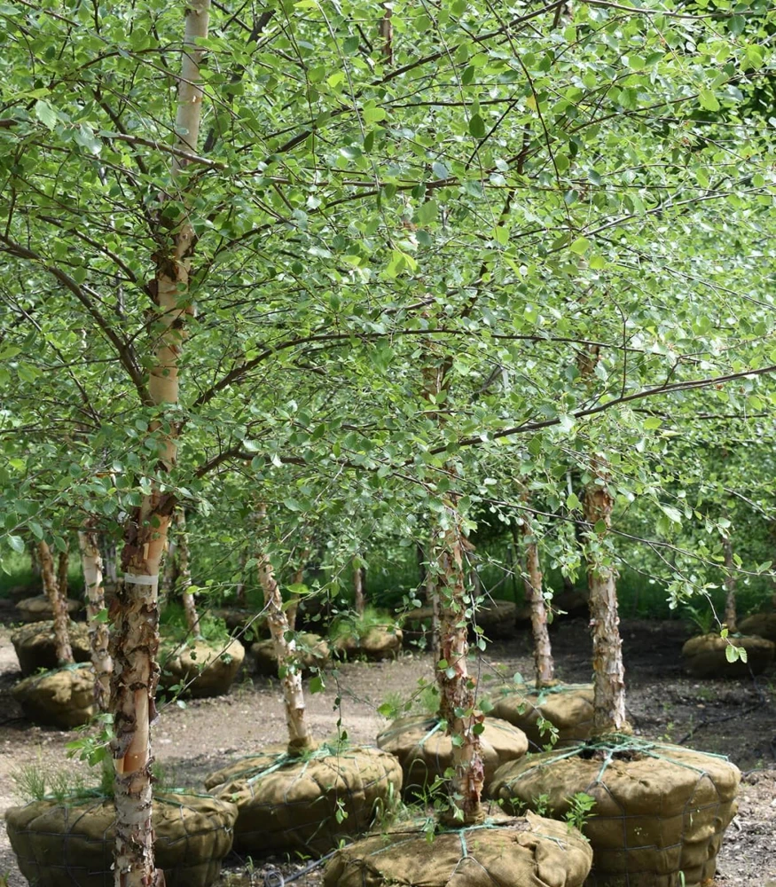 3 River Birch Tree Betula nigra Live Plant – Quart Pot – 6-12" Tall - Image 1