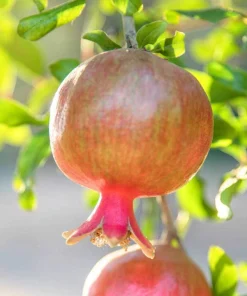 3 Salavatski Pomegranate Tree Starter Plant - Cold Hardy Live Plant - Image 2