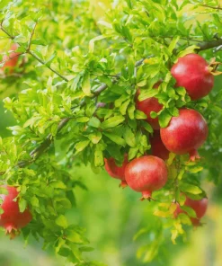 3 Salavatski Pomegranate Tree Starter Plant - Cold Hardy Live Plant - Image 8