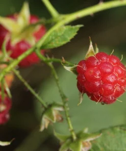 3 September Red Raspberry Starter Plug - Rubus idaeus - Image 2