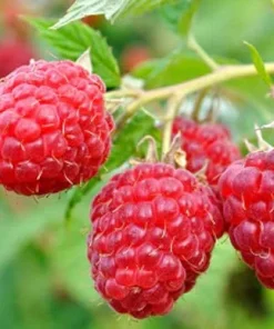 3 September Red Raspberry Starter Plug - Rubus idaeus - Image 1