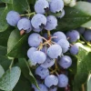 3 Sharpe Blue Blueberry Starter Plug Live Plants - Vaccinium corymbosum - Low Chill - Image 1