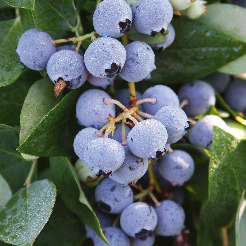 3 Sharpe Blue Blueberry Starter Plug Live Plants - Vaccinium corymbosum - Low Chill - Image 1