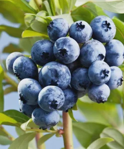 3 Sharpe Blue Blueberry Starter Plug Live Plants - Vaccinium corymbosum - Low Chill - Image 2