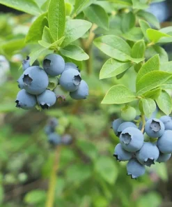 3 Sharpe Blue Blueberry Starter Plug Live Plants - Vaccinium corymbosum - Low Chill - Image 4