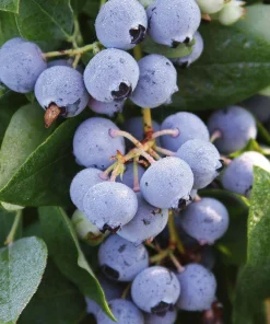 3 Sharpe Blue Blueberry Starter Plug Live Plants - Vaccinium corymbosum - Low Chill - Image 5