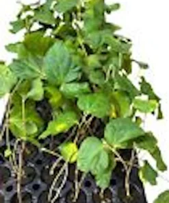 3 Sherbet Berry Plants - Grewia Asiatica Edible Fruit Starter Plant - Zones 9-11 - Image 2