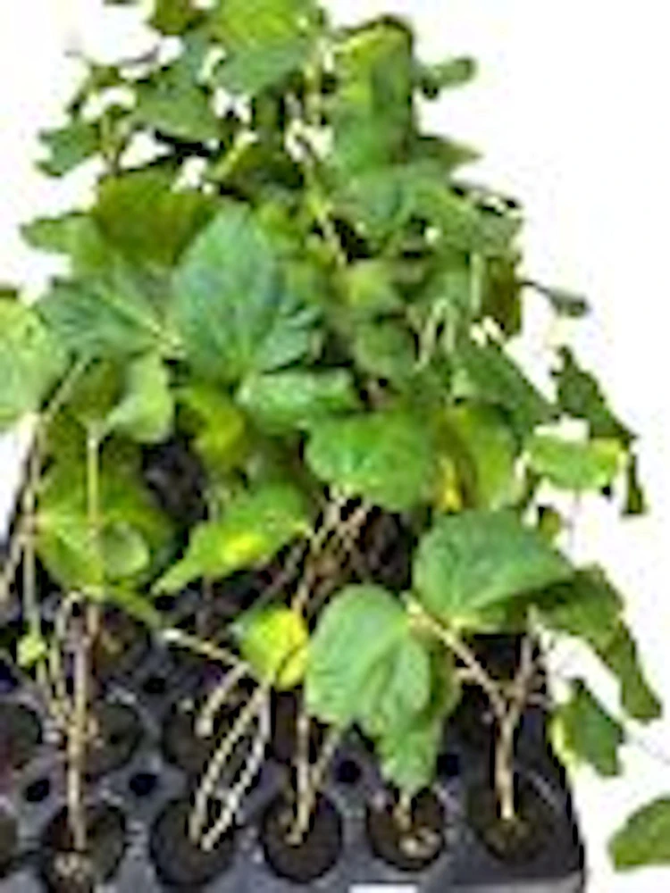 3 Sherbet Berry Plants - Grewia Asiatica Edible Fruit Starter Plant - Zones 9-11 - Image 2