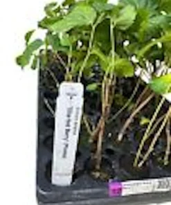 3 Sherbet Berry Plants - Grewia Asiatica Edible Fruit Starter Plant - Zones 9-11 - Image 3
