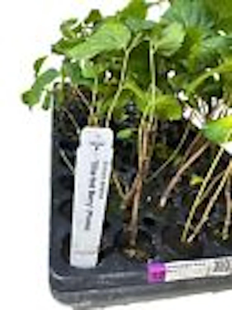 3 Sherbet Berry Plants - Grewia Asiatica Edible Fruit Starter Plant - Zones 9-11 - Image 3
