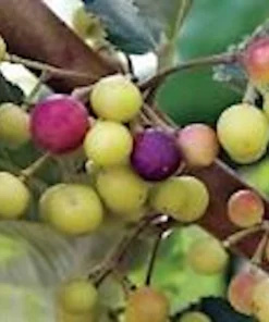 3 Sherbet Berry Plants - Grewia Asiatica Edible Fruit Starter Plant - Zones 9-11 - Image 4