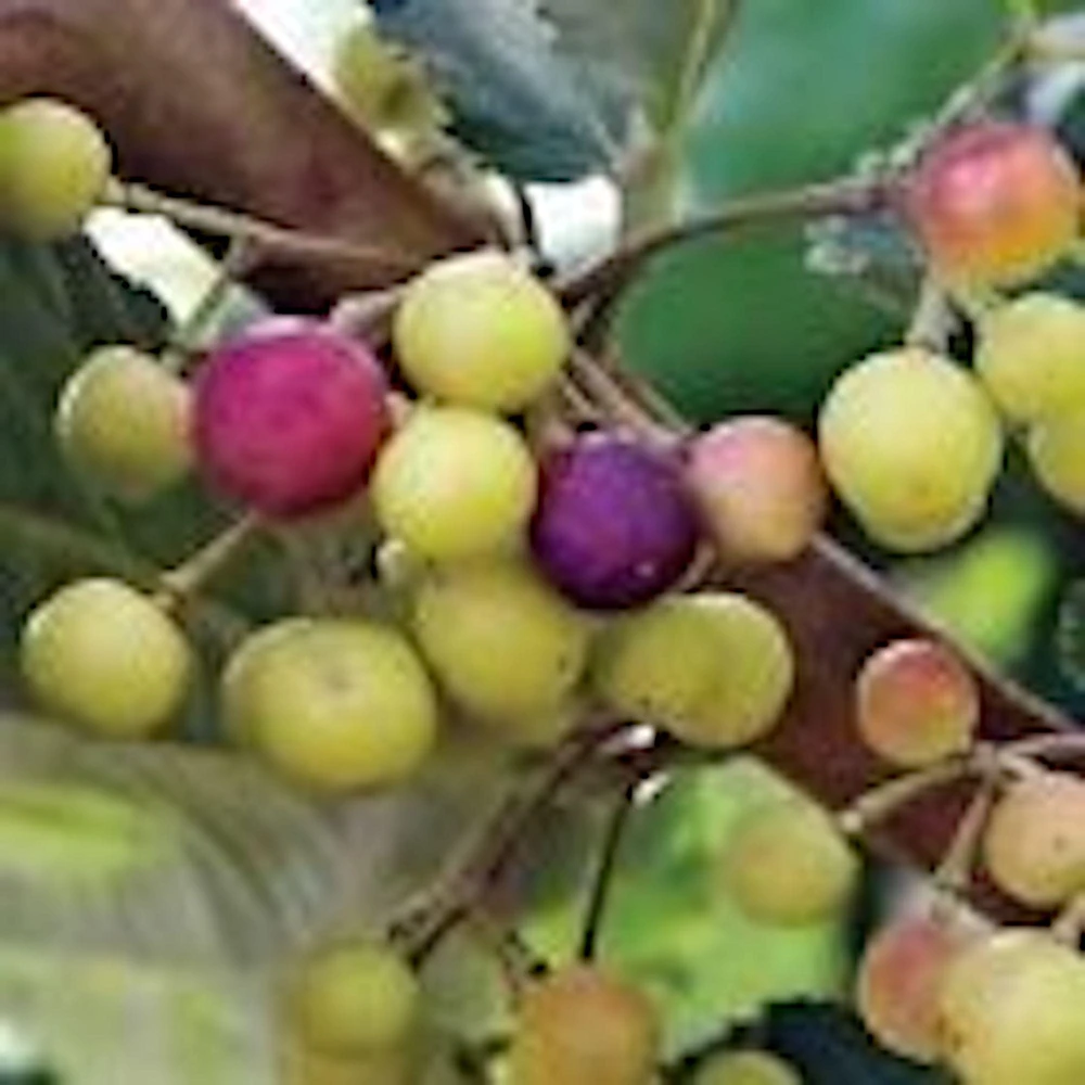 3 Sherbet Berry Plants - Grewia Asiatica Edible Fruit Starter Plant - Zones 9-11 - Image 4
