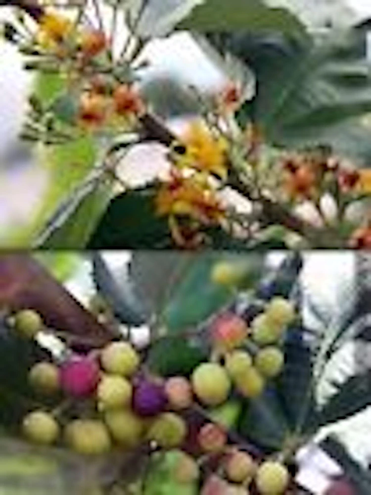3 Sherbet Berry Plants - Grewia Asiatica Edible Fruit Starter Plant - Zones 9-11 - Image 5