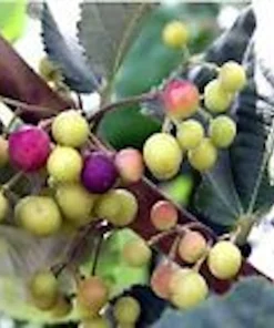 3 Sherbet Berry Plants - Grewia Asiatica Edible Fruit Starter Plant - Zones 9-11 - Image 1