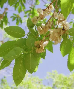 3 Siberian Elm Tree Ulmus pumila Live Plant, 12-24" Bare Root Starter - Image 2