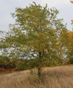 3 Siberian Elm Tree Ulmus pumila Live Plant, 12-24