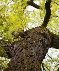 3 Siberian Elm Tree Ulmus pumila Live Plant, 12-24
