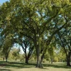 3 Siberian Elm Tree Ulmus pumila Live Plant, 12-24" Bare Root Starter - Image 1