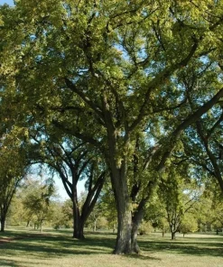 3 Siberian Elm Tree Ulmus pumila Live Plant, 12-24