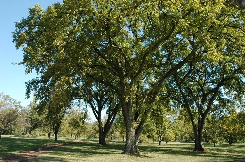 3 Siberian Elm Tree Ulmus pumila Live Plant, 12-24" Bare Root Starter - Image 1
