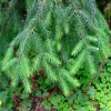 3 Sitka Spruce Bare Root Starter Trees, 6-12" Tall Conifer Live Plants - Image 1