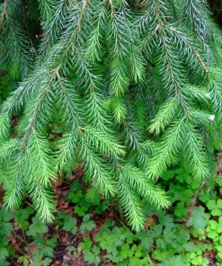 3 Sitka Spruce Bare Root Starter Trees, 6-12