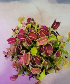 3 Small 'Giant' Venus Flytrap Live Plants - Dionaea Muscipula - Indoor/Outdoor - Image 2