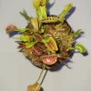 3 Small 'Giant' Venus Flytrap Live Plants - Dionaea Muscipula - Indoor/Outdoor - Image 1