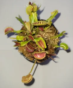 3 Small 'Giant' Venus Flytrap Live Plants - Dionaea Muscipula - Indoor/Outdoor - Image 1