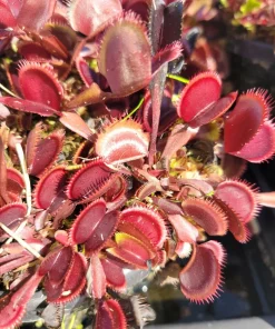 3 Small Red Piranha Venus Flytrap Live Plant - Carnivorous Dionaea Muscipula - Image 3