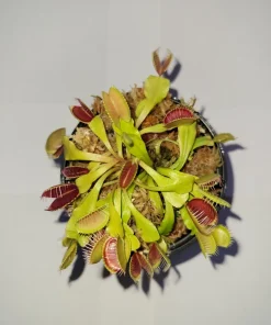 3 Small Venus Flytrap Live Plants - Dionaea Muscipula Carnivorous Indoor/Outdoor - Image 2