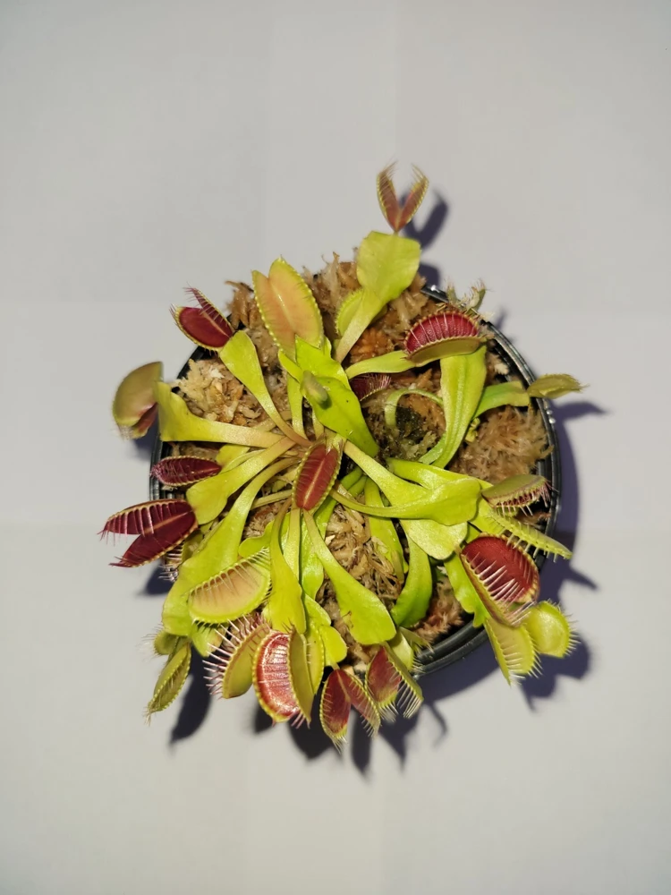 3 Small Venus Flytrap Live Plants - Dionaea Muscipula Carnivorous Indoor/Outdoor - Image 2