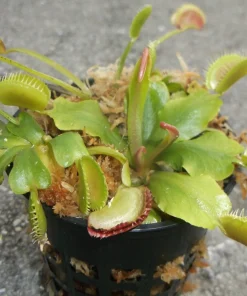 3 Small Venus Flytrap Live Plants - Dionaea Muscipula Carnivorous Indoor/Outdoor - Image 3