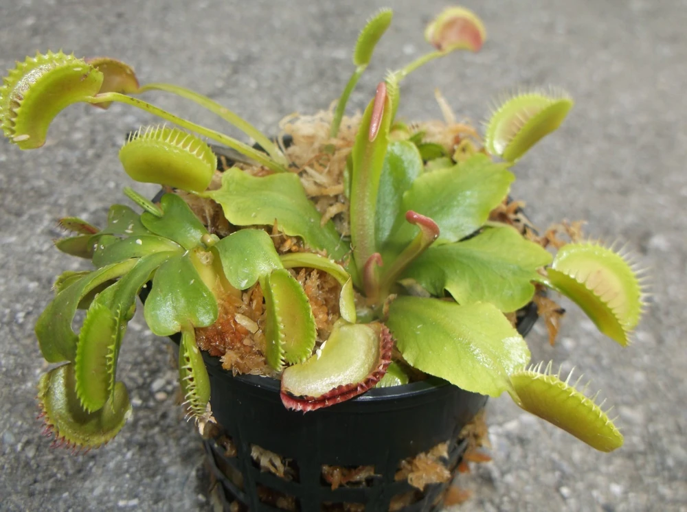 3 Small Venus Flytrap Live Plants - Dionaea Muscipula Carnivorous Indoor/Outdoor - Image 3