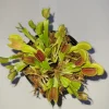 3 Small Venus Flytrap Live Plants - Dionaea Muscipula Carnivorous Indoor/Outdoor - Image 1