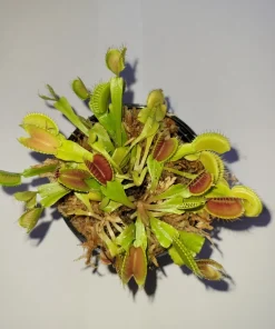 3 Small Venus Flytrap Live Plants - Dionaea Muscipula Carnivorous Indoor/Outdoor - Image 1