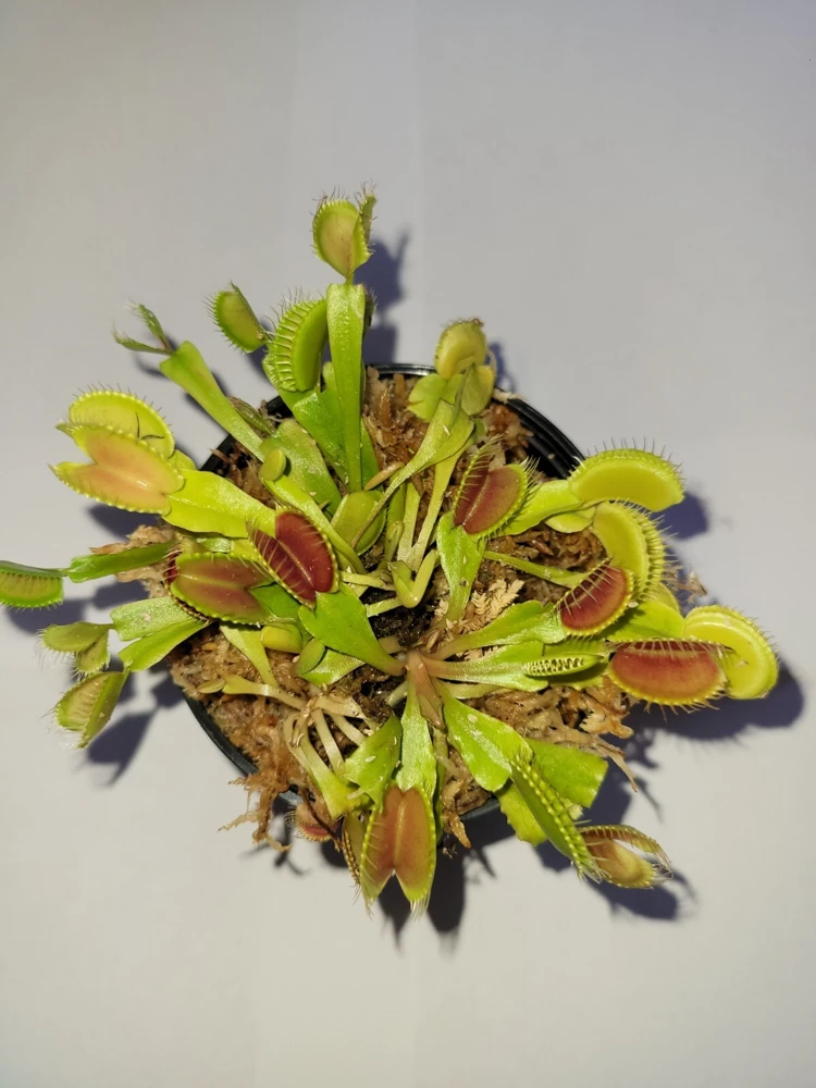 3 Small Venus Flytrap Live Plants - Dionaea Muscipula Carnivorous Indoor/Outdoor - Image 1