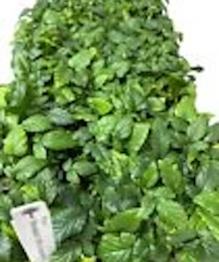 3 Snowbank White Blackberry Live Plant Starter Plugs - Edible Fruit - Image 2