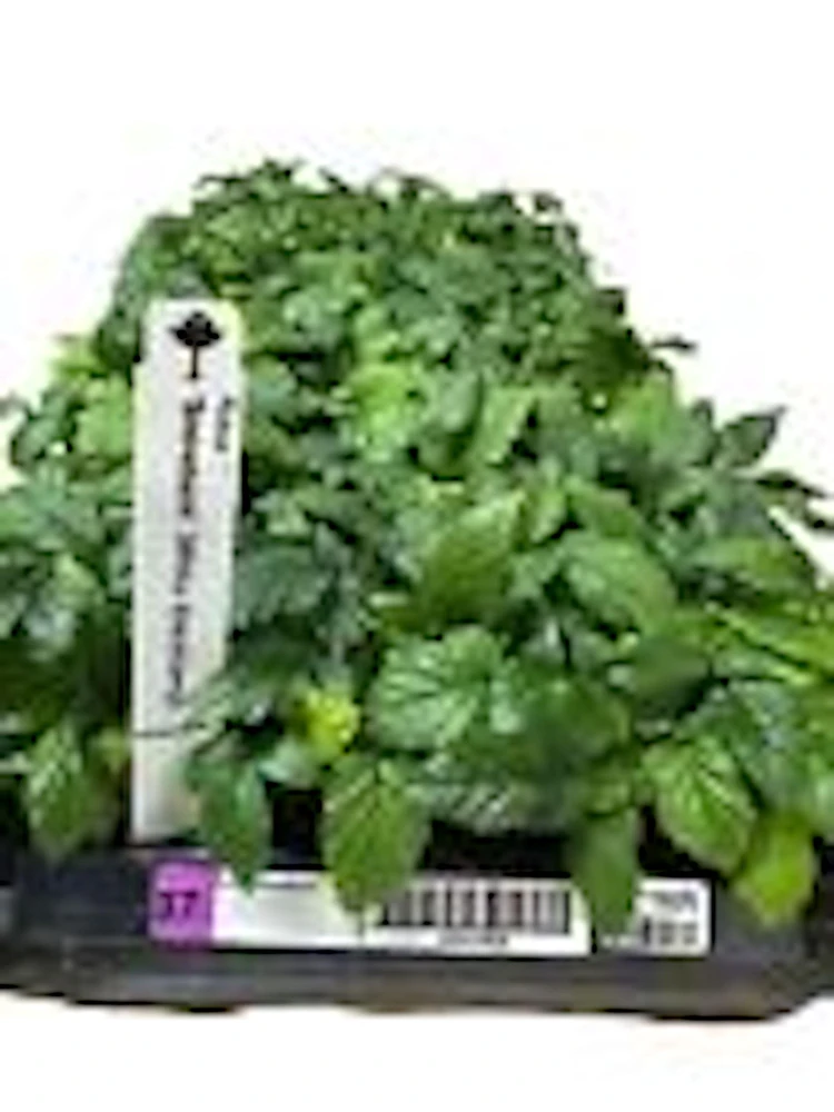 3 Snowbank White Blackberry Live Plant Starter Plugs - Edible Fruit - Image 3