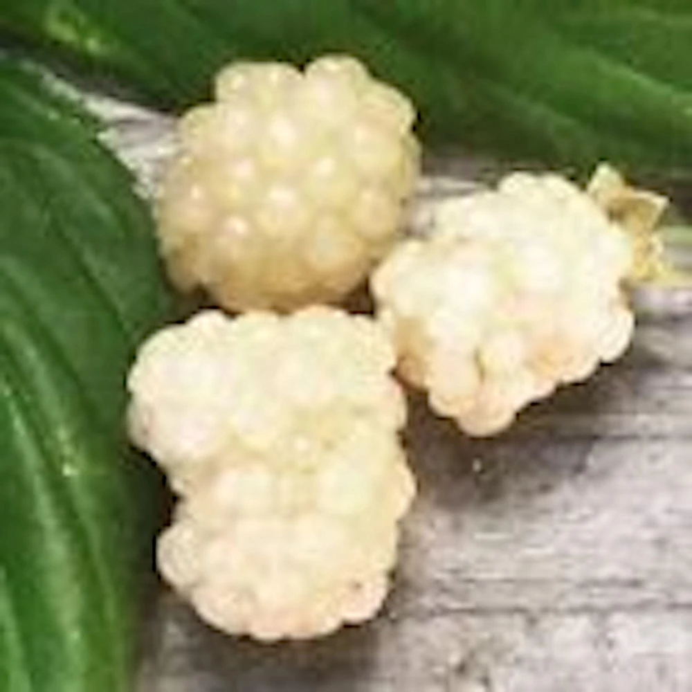 3 Snowbank White Blackberry Live Plant Starter Plugs - Edible Fruit - Image 4