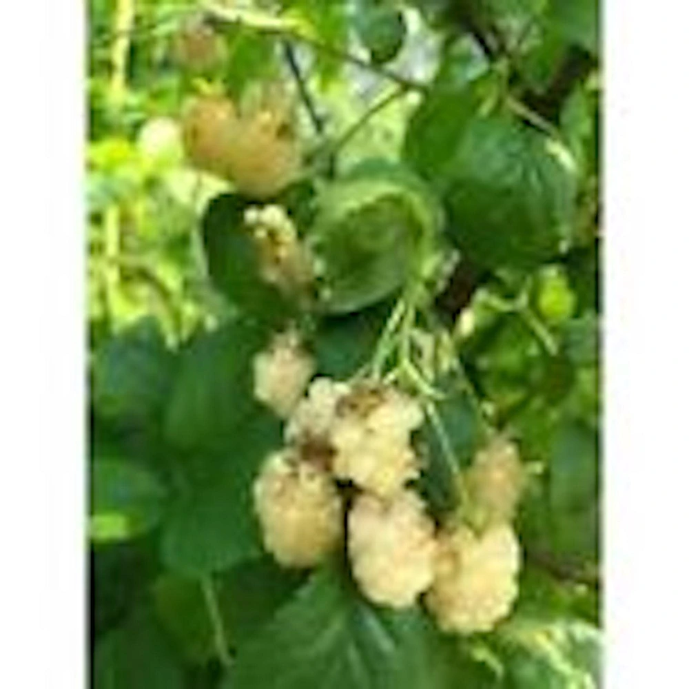 3 Snowbank White Blackberry Live Plant Starter Plugs - Edible Fruit - Image 5