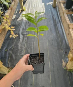 3 Soursop Tree Starter Plugs 6-12