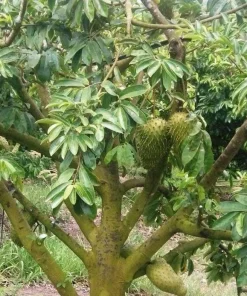 3 Soursop Tree Starter Plugs 6-12