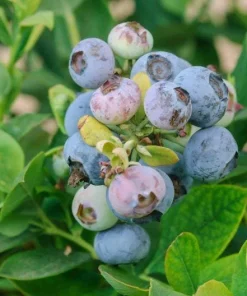 3 Springhigh Blueberry Starter Plugs - Vaccinium corymbosum Live Plants - Image 2
